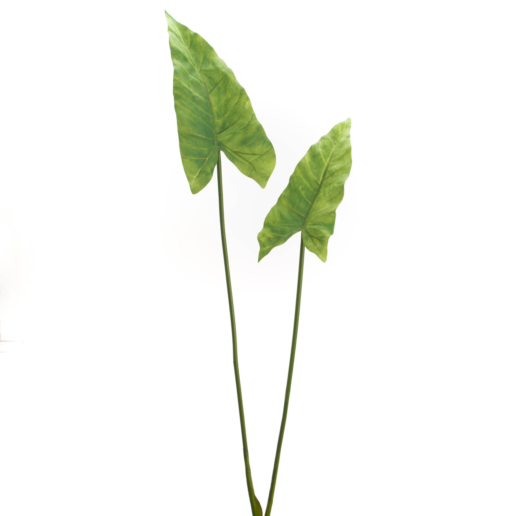 LEAF ALOCASIA X2 H95 VR