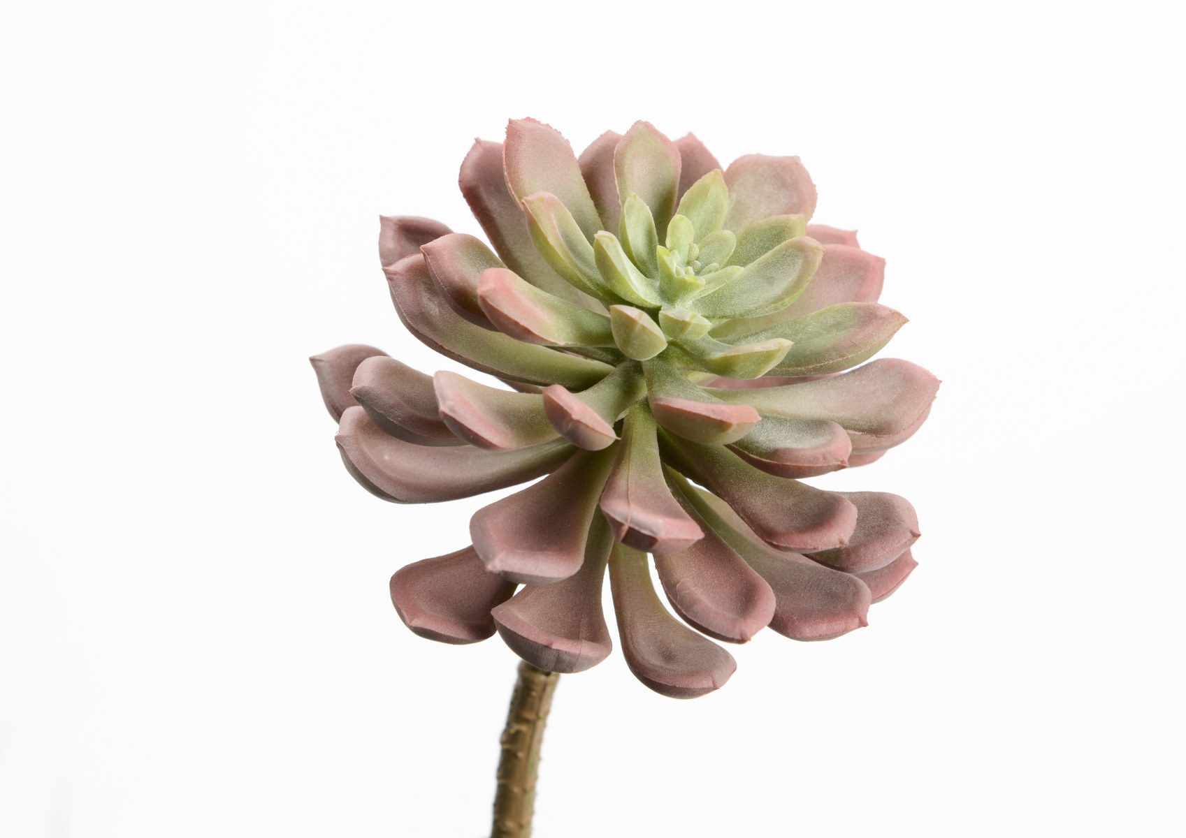 ECHEVERIA ORION H13 VEC\MV