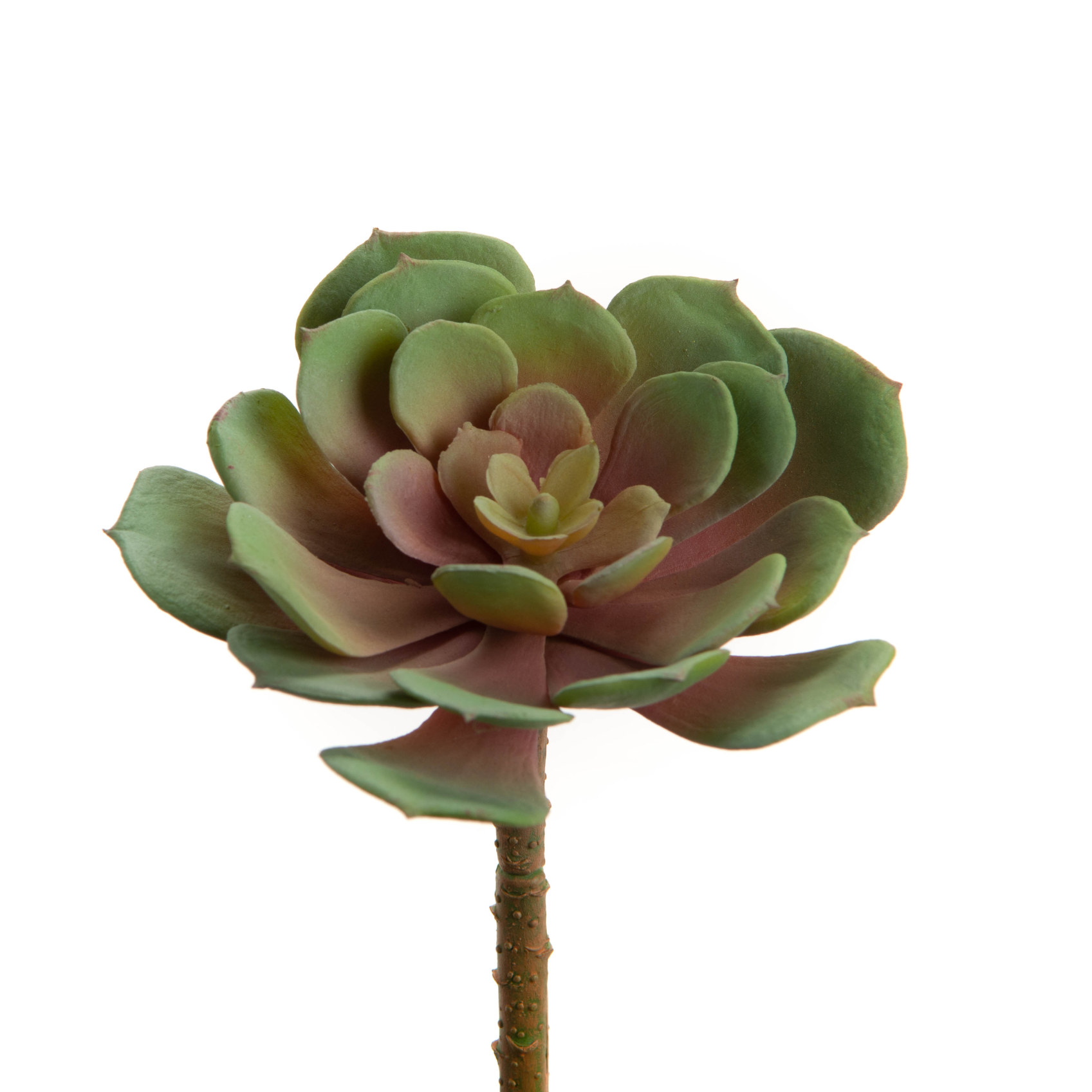 ECHEVERIA CILIATA H12 VR\RS