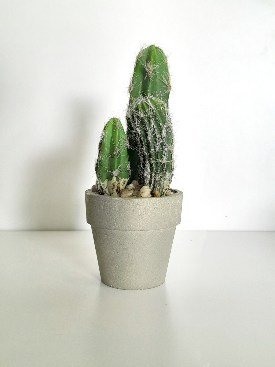 DISCH CACTUS EPINE WHITE H27 VE