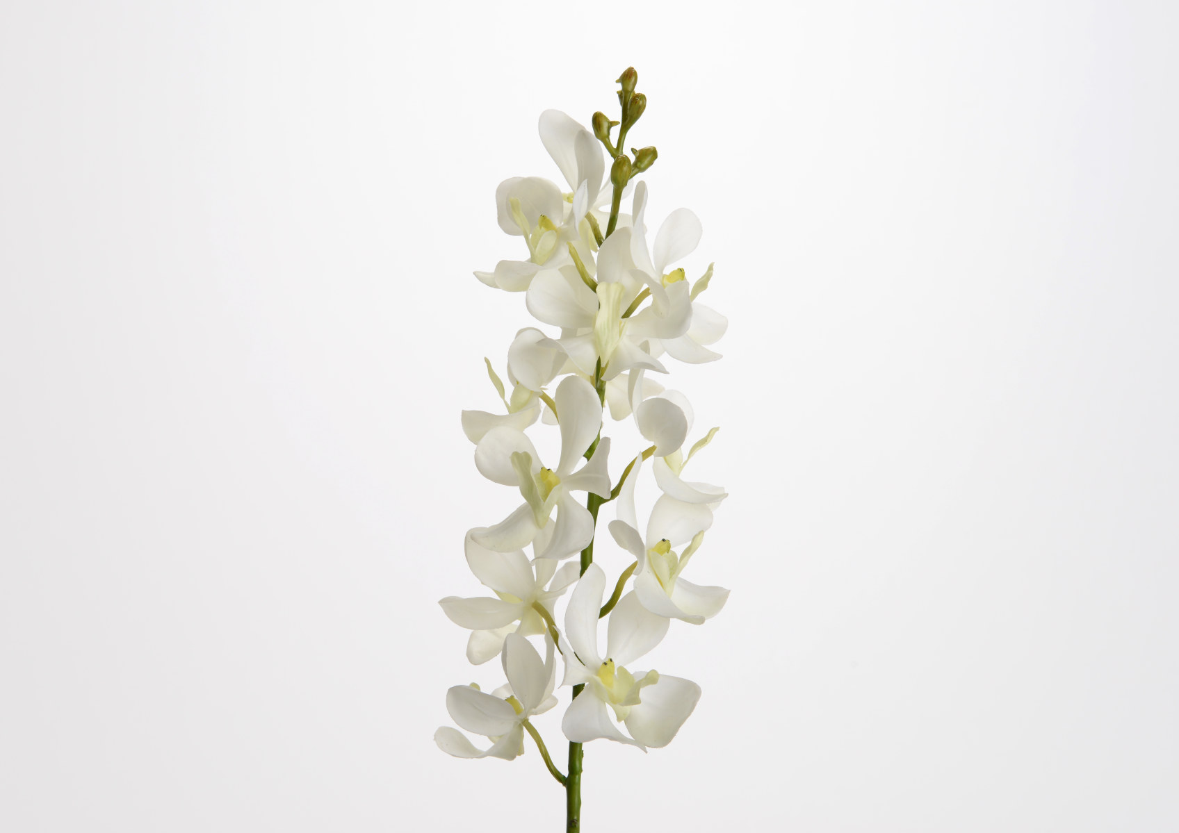 ORCHIDEE VANDA DIVANA H58 BC