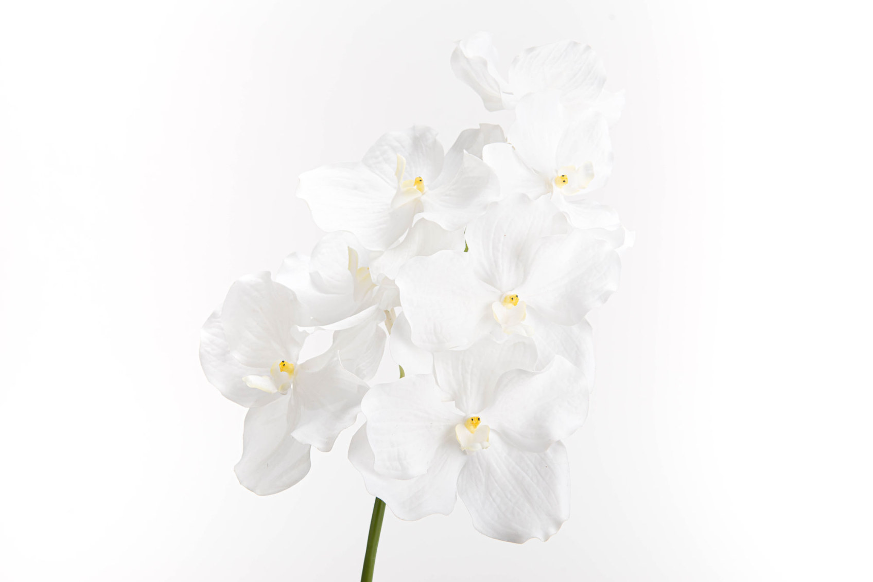 VANDA ROTHSCHILDIANA H60 BC