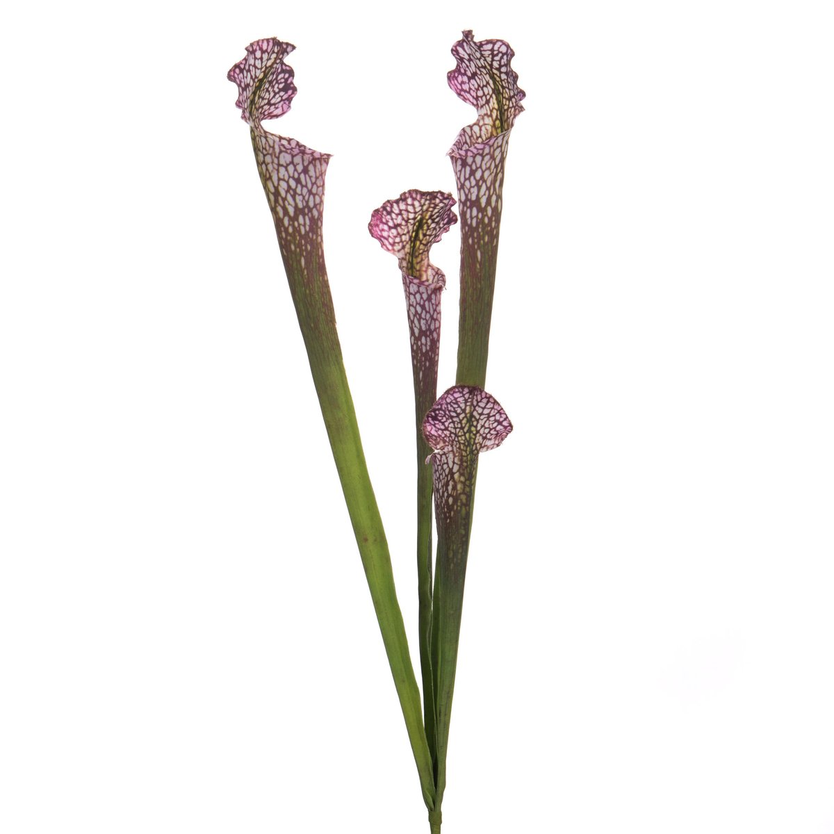 SARRACENIA CARNIVORA H49 VI/VE