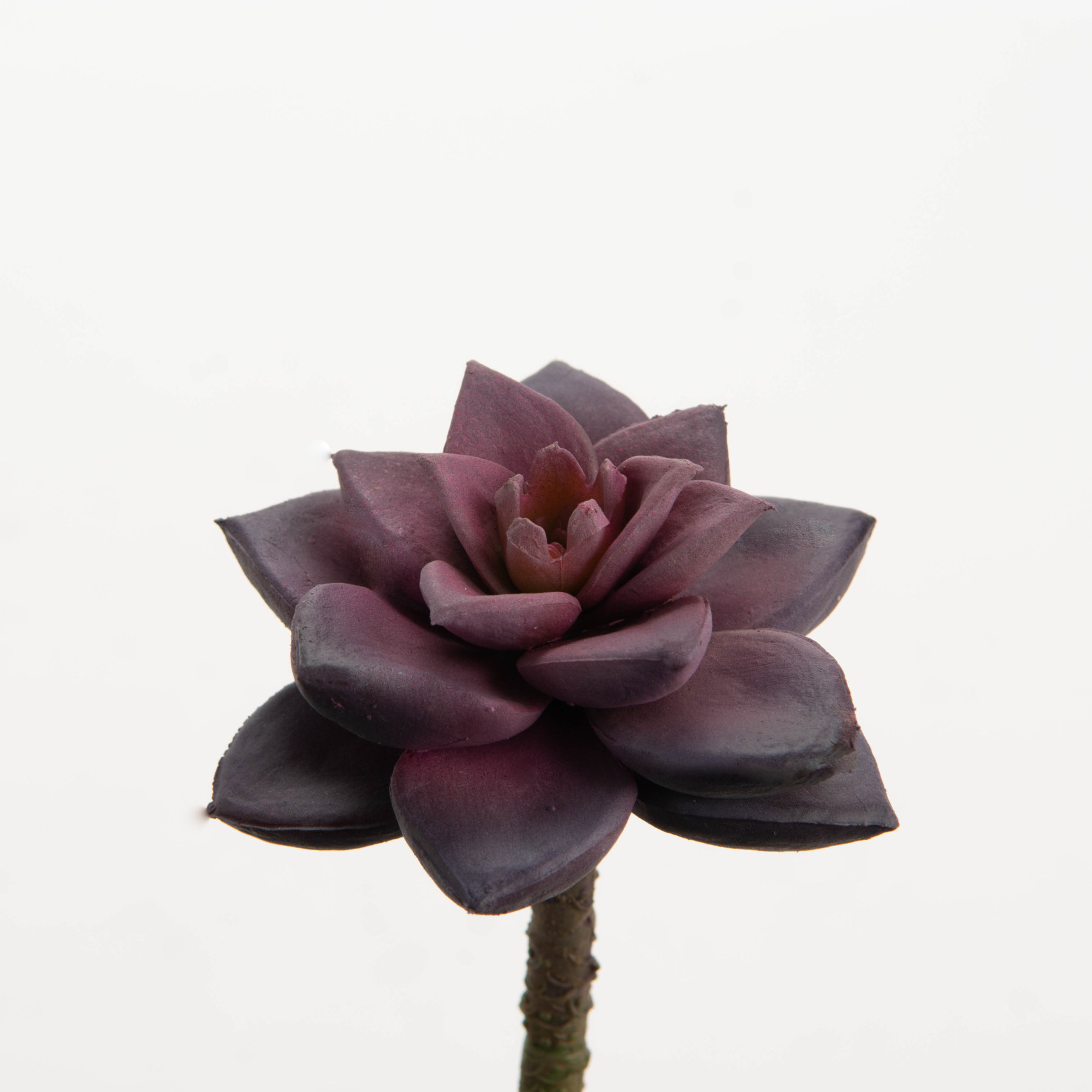 CACTUS BLOOM H7 BO