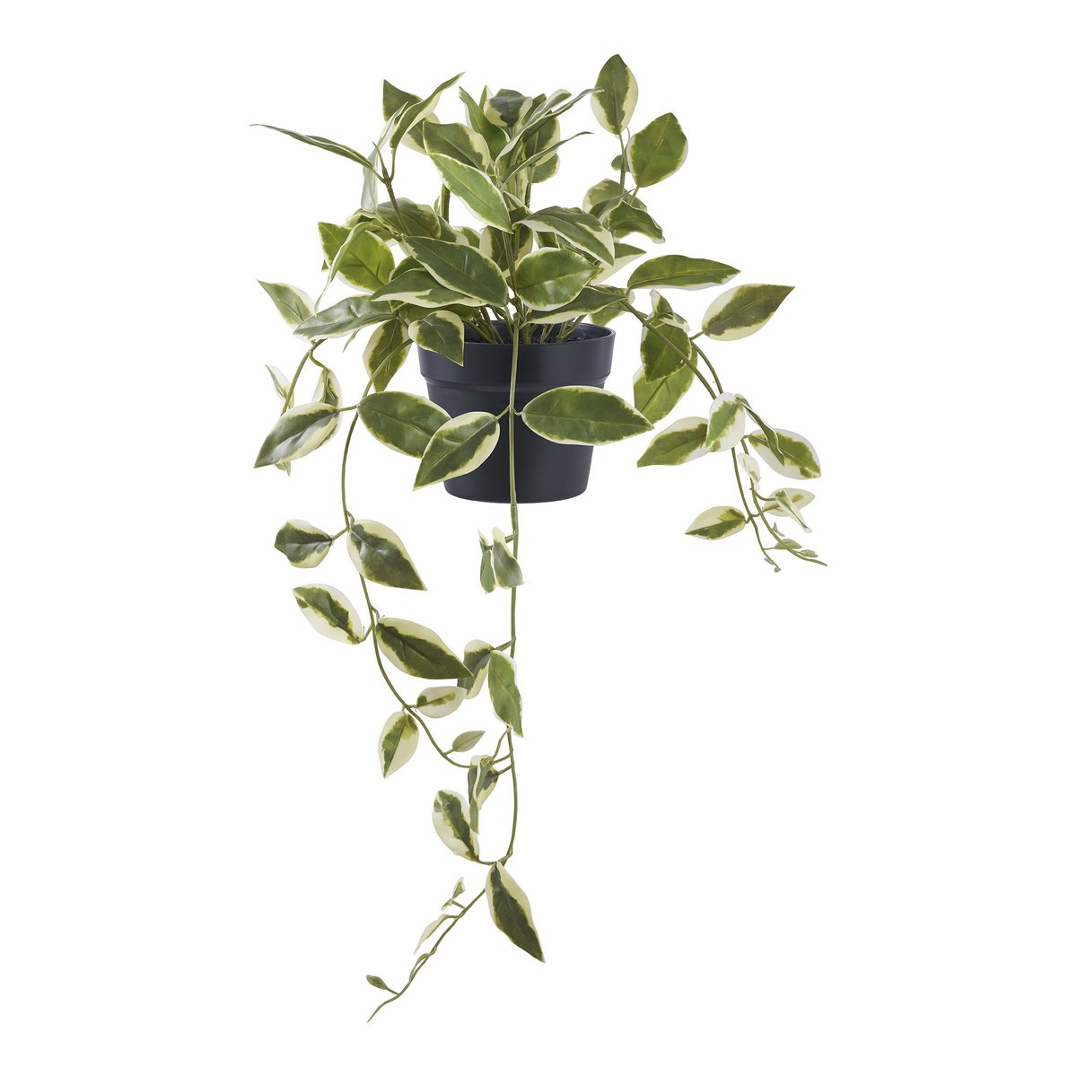 9501006 Hoya Carnosa