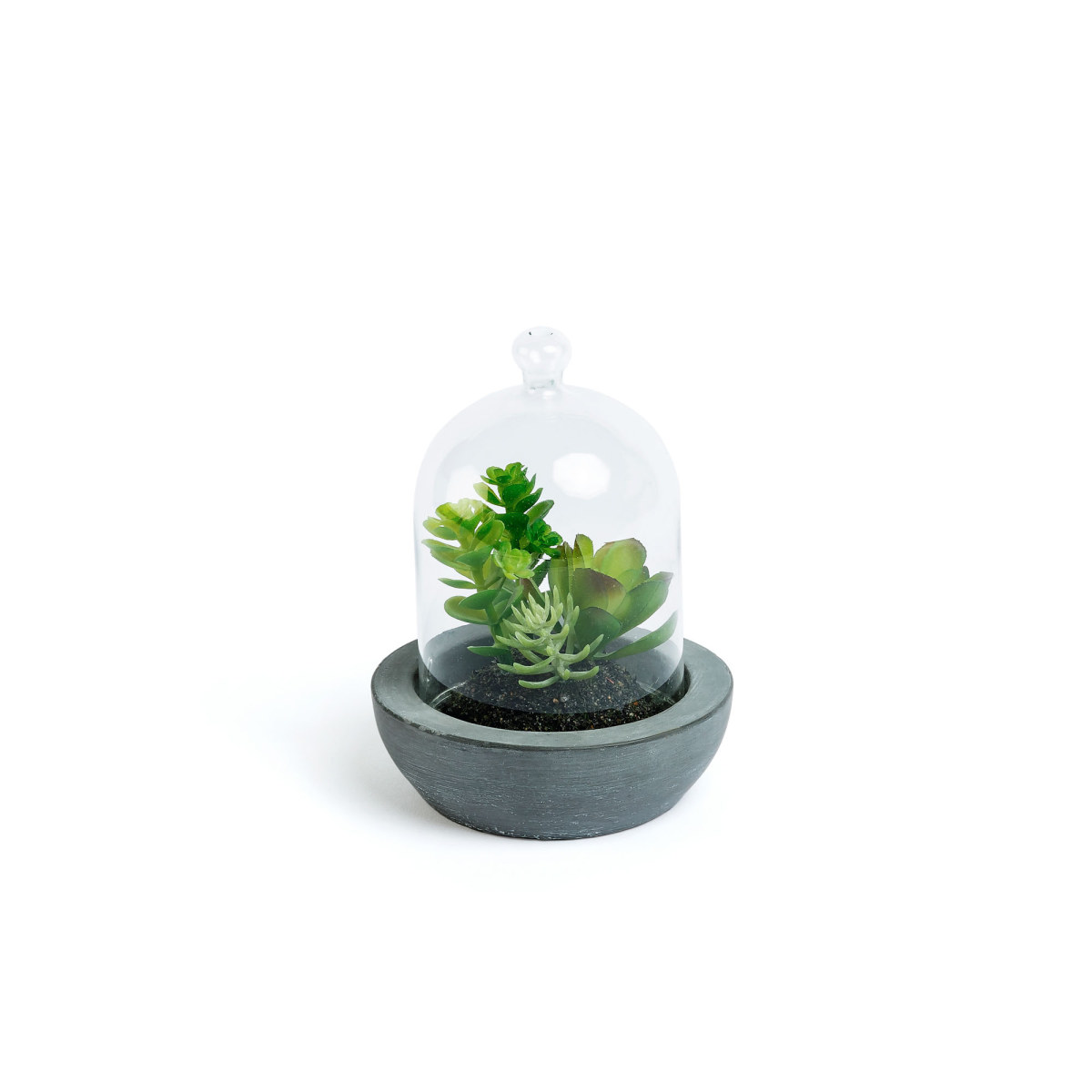 ZELENA crassula plant