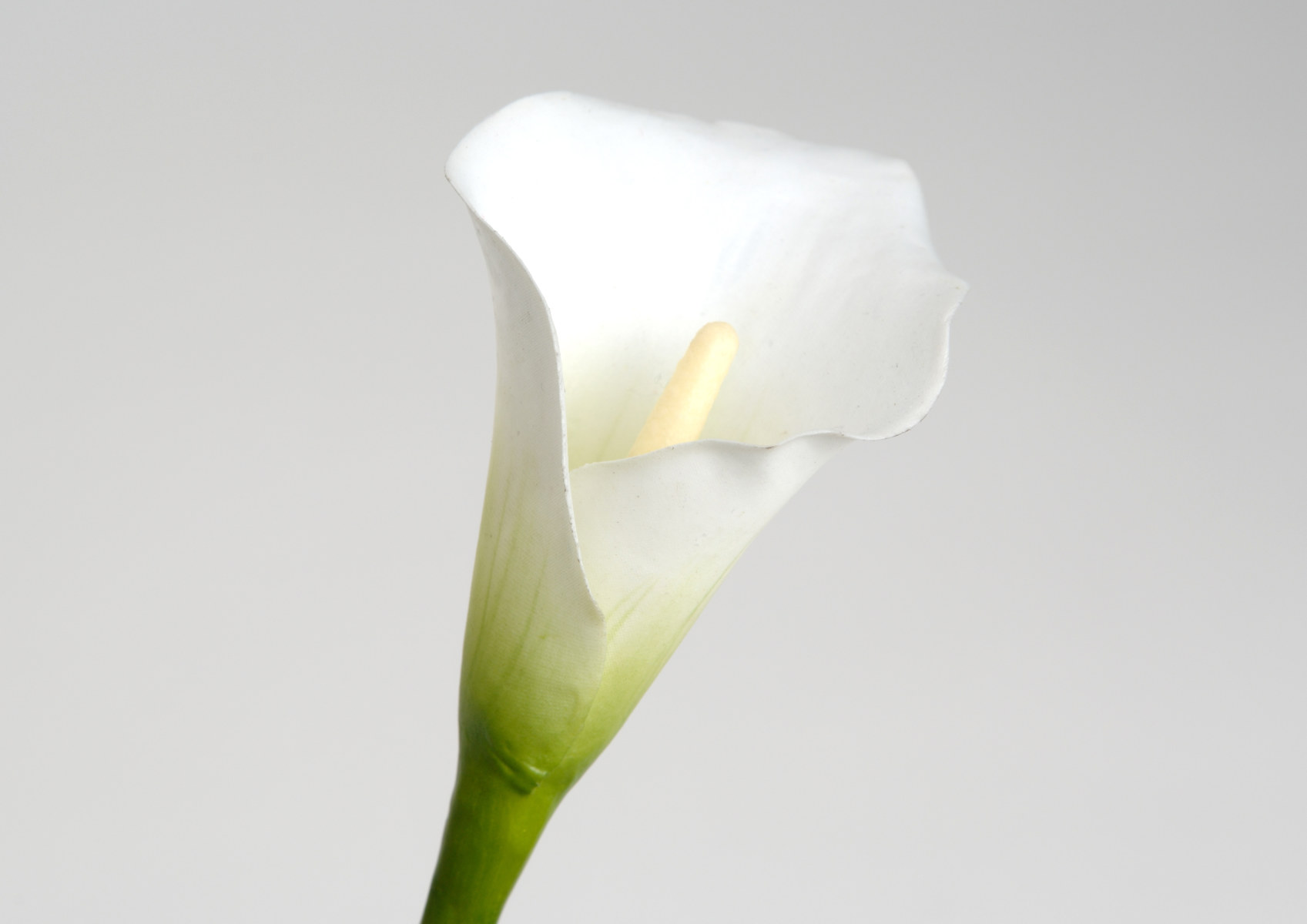 ARUM CALLA LILY H47 WH