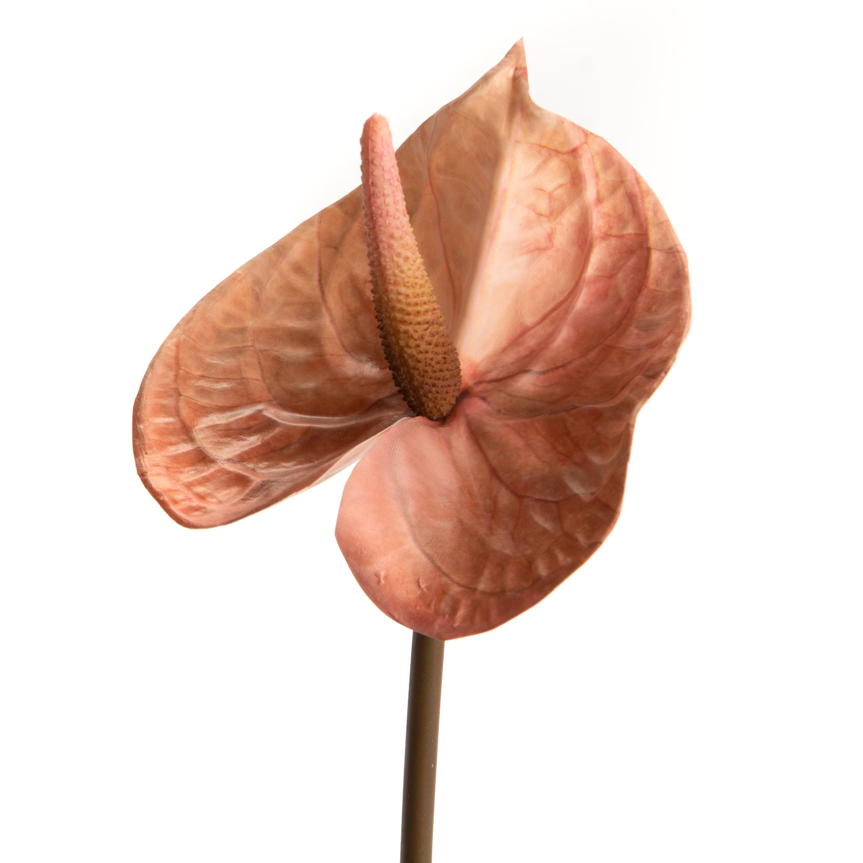 ANTHURIUM ALICIA H66 PC