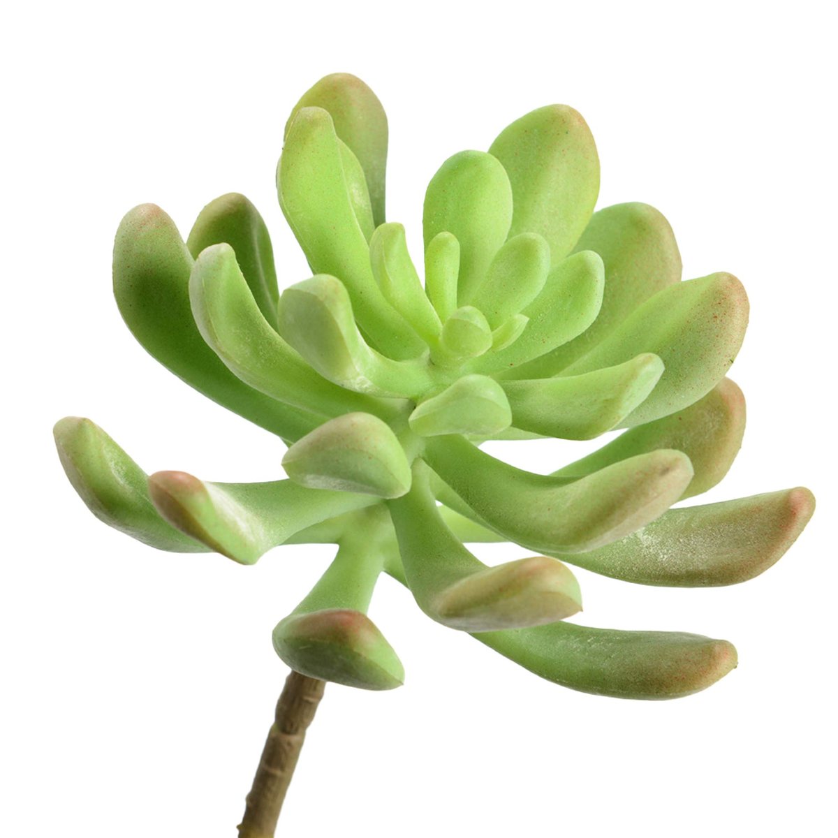 ECHEVERIA MENSA H18 VEC