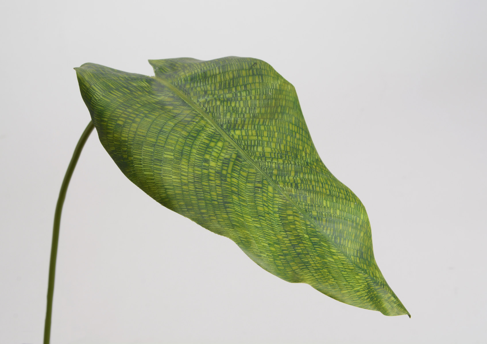 LEAVE ABUTILON H66 GR\LGGR