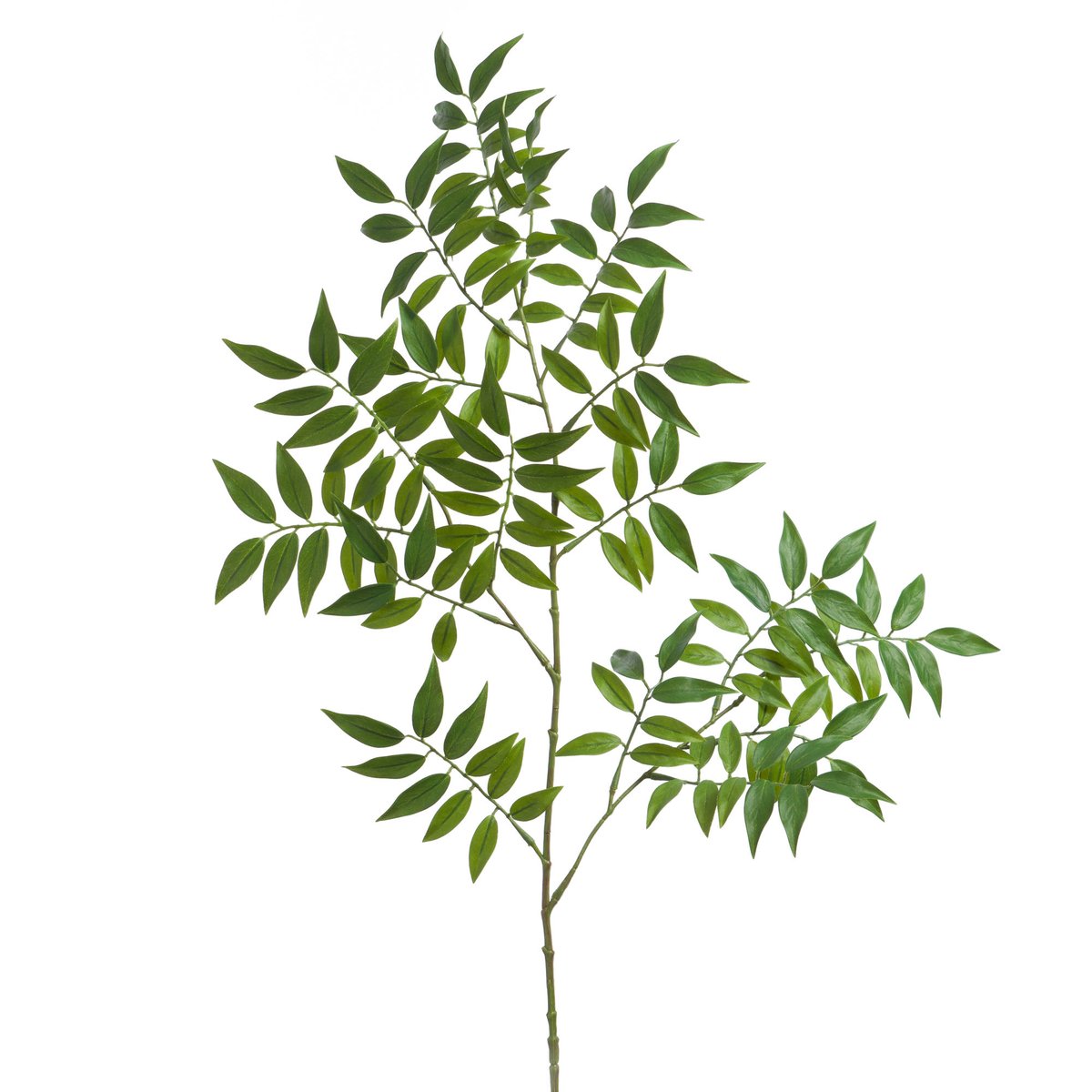 BRANCHE RUSCUS H101 VR