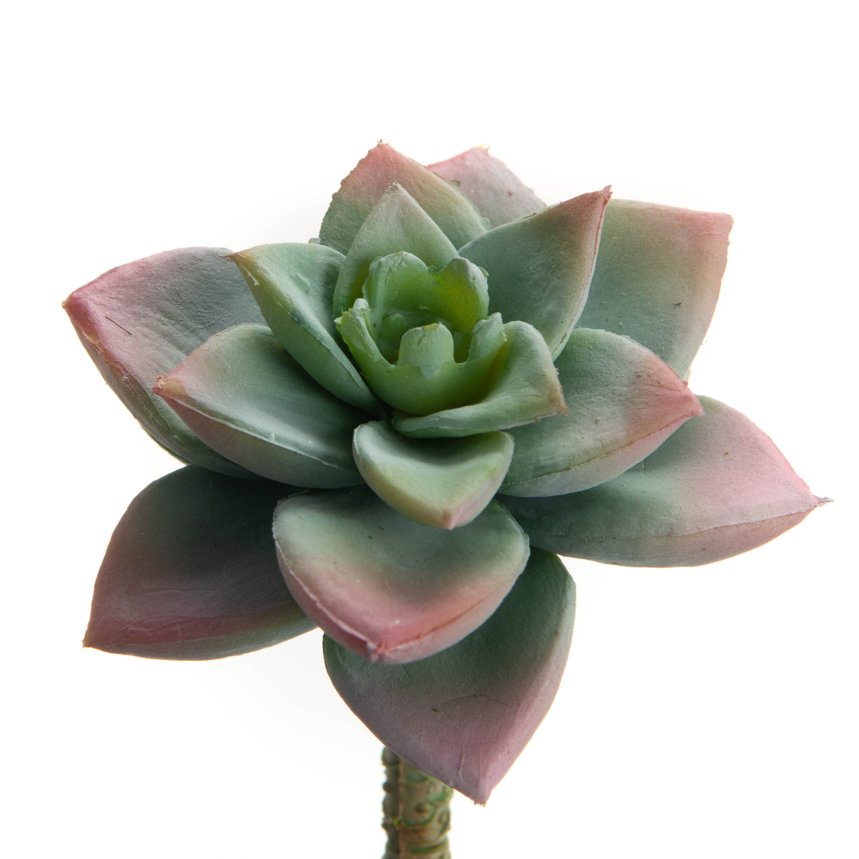 CACTUS BLOOM H7 VRC\RS