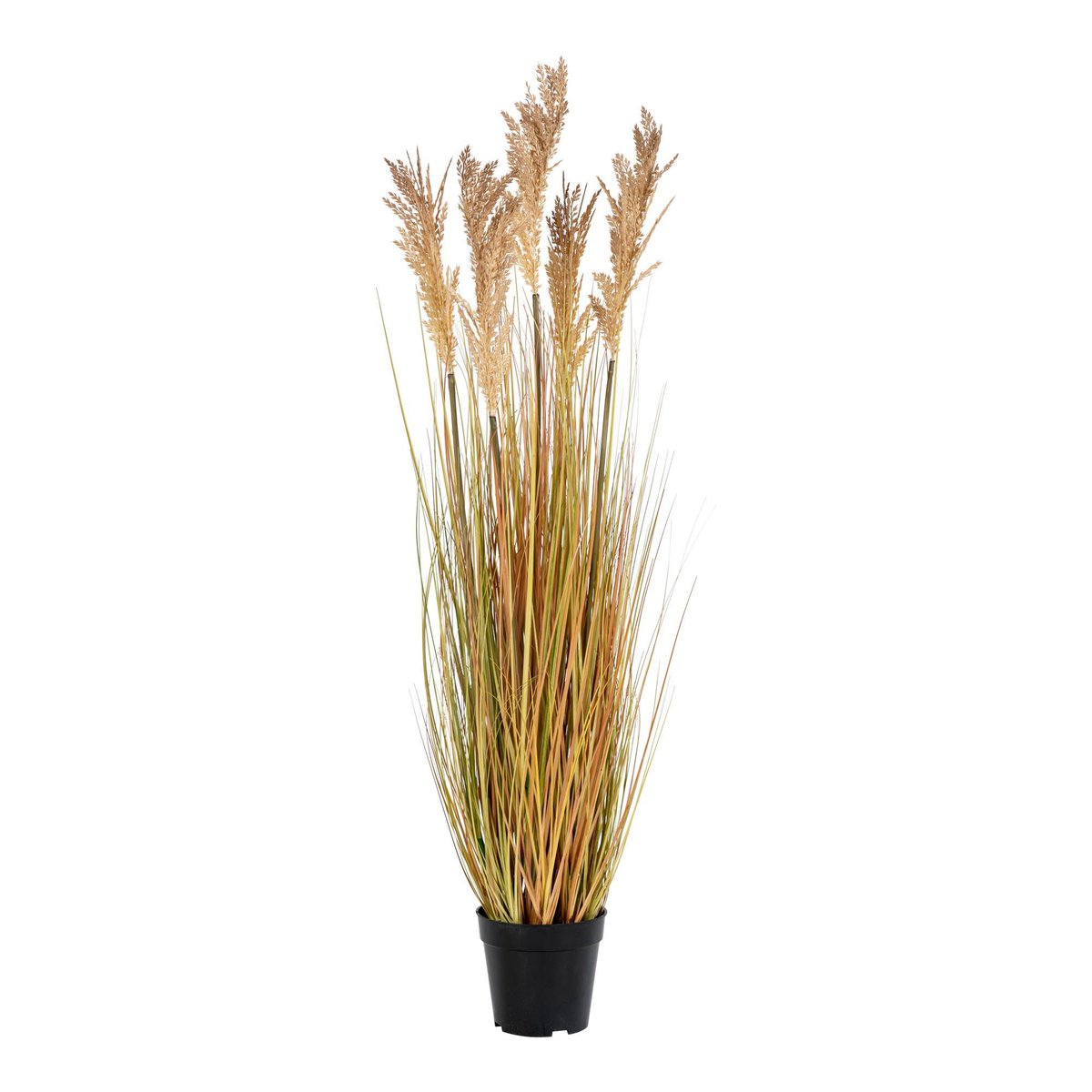 9501070 Sorghum Grass